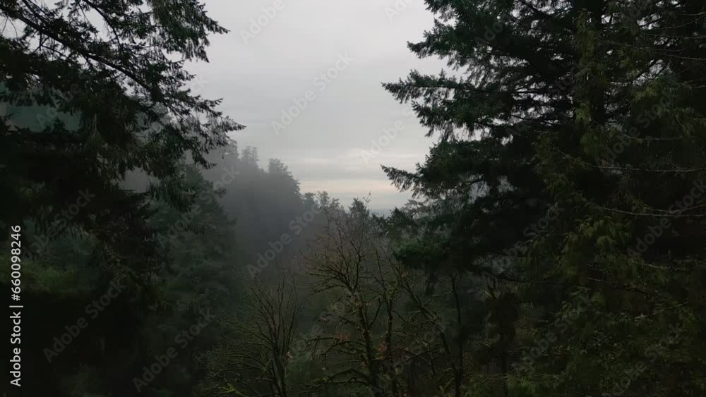 Aerial view of Rainy weather in mountains. Fog blowing over pine tree forest. Aerial view of Rainy weather in mountains. Fog blowing over pine tree forest.