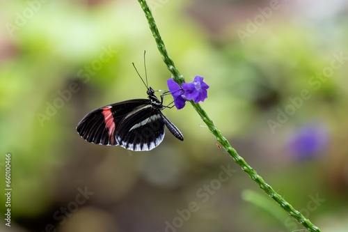butterfly on a flower