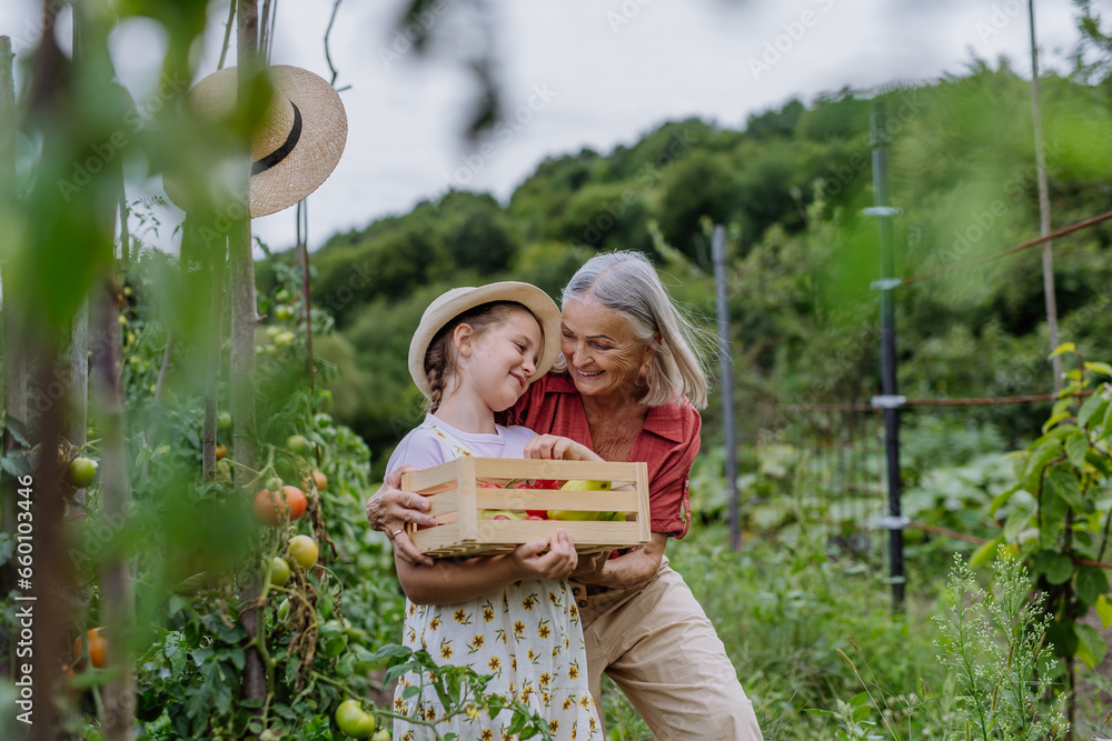 Fototapeta premium Grandmother with granddaughter with crate full of vegetables. Concept of importance of grandparents - grandchild relationship. Intergenerational gardening.