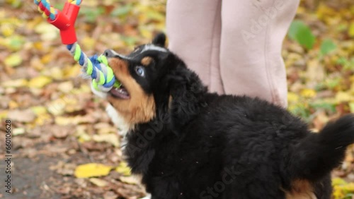 A puppy of the Bernese Mountain Dog breed plays with his owner, tug-of-war with a toy rope.