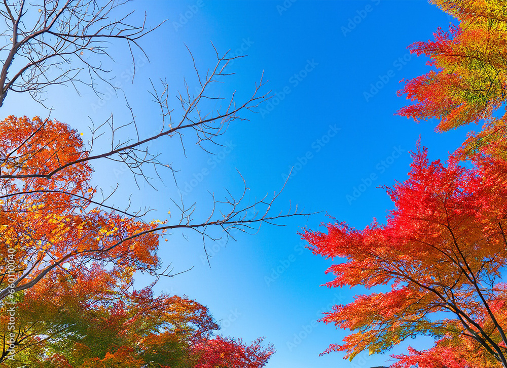 Autumn leaves with a blue sky background
