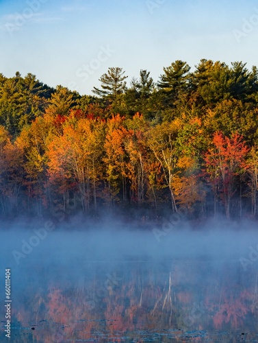 autumn trees on the lake