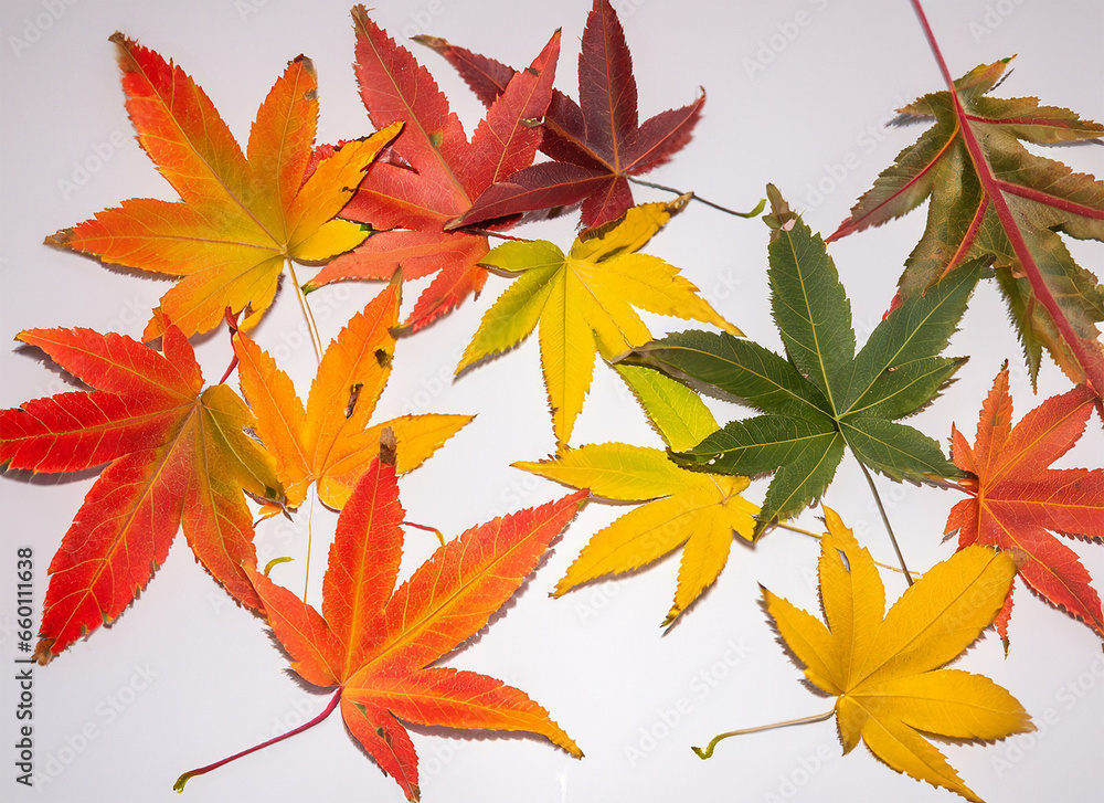Autumn maple leaves pattern with vibrant colors on a white background Autumn maple leaves pattern with vibrant colors on a white background