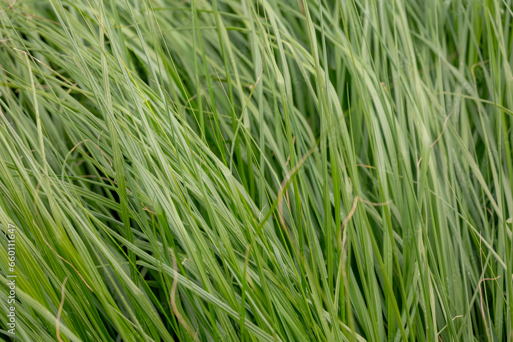 Selective focus of long leaves of green grass in garden, Carex bromoides known as brome-like sedge and dropseed of the woods, A species of sedge in the genus Carex, Nature pattern, Greenery background Selective focus of long leaves of green grass in garden, Carex bromoides known as brome-like sedge and dropseed of the woods, A species of sedge in the genus Carex, Nature pattern, Greenery background
