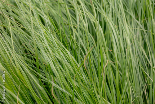 Selective focus of long leaves of green grass in garden, Carex bromoides known as brome-like sedge and dropseed of the woods, A species of sedge in the genus Carex, Nature pattern, Greenery background photo