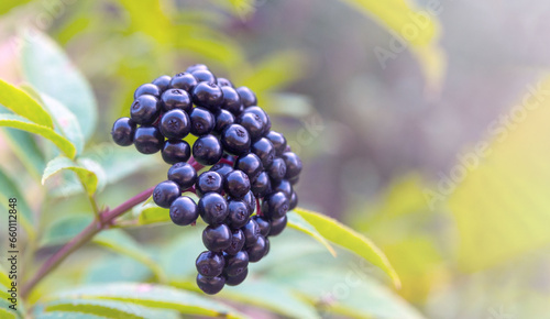 Fotografía Black ripe berries of sambucus nigra on a branch close-up
