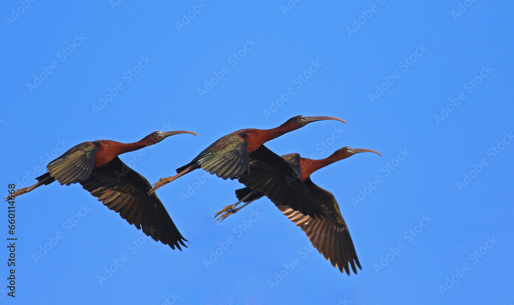 Fototapeta premium Tucker bird on the sky