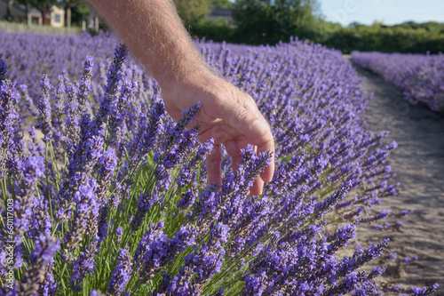 Fototapeta Naklejka Na Ścianę i Meble -  Lavender aromatic field. The male hand touching blooming purple fresh plants in sunny day close up. Blue sky landscape natural background.