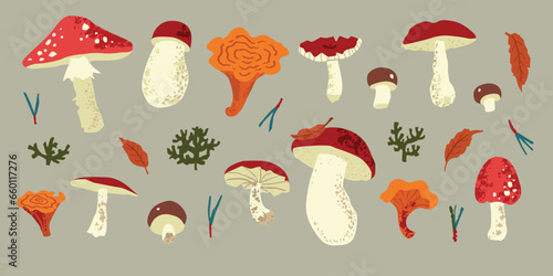 Fall mushrooms set. Vector botanical illustration