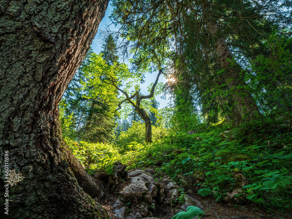 Lonely Hike through the Berchtesgaden green nature Lonely Hike through the Berchtesgaden green nature