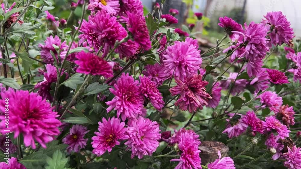 Lilac chrysanthemums sway in the wind in the garden in autumn Lilac chrysanthemums sway in the wind in the garden in autumn