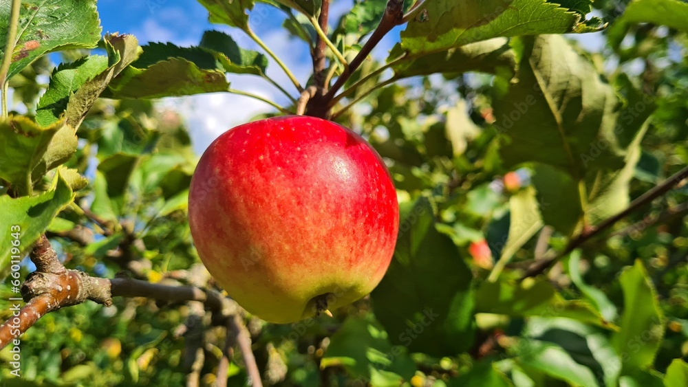 Large beautiful ripe apples on branches in the garden in autum Large beautiful ripe apples on branches in the garden in autum