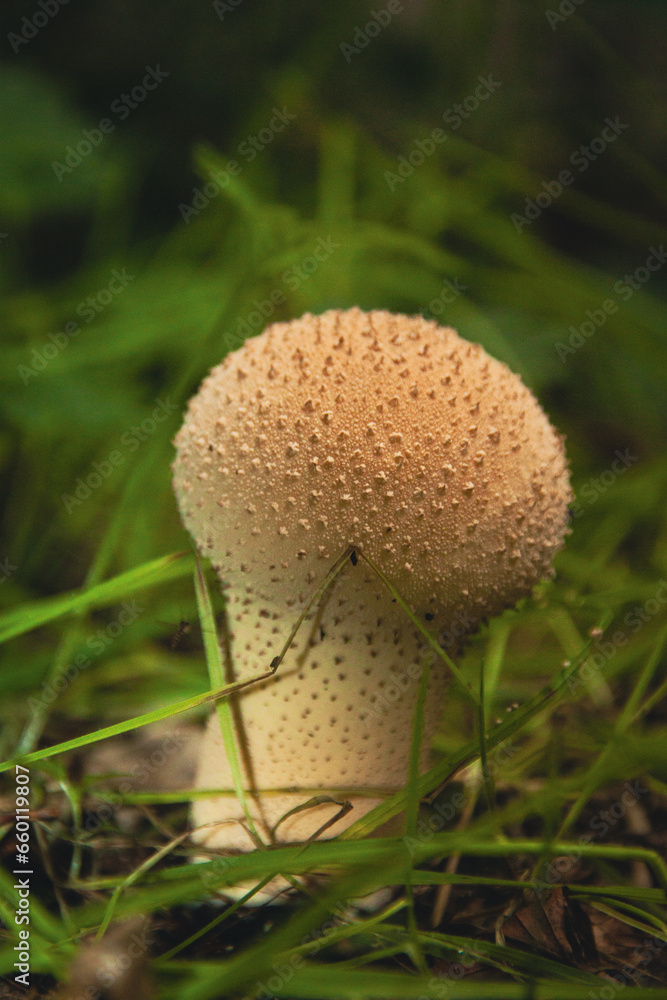 mushroom in the grass mushroom in the grass