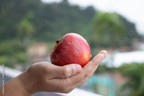 hand holding a red apple with a blurred green background