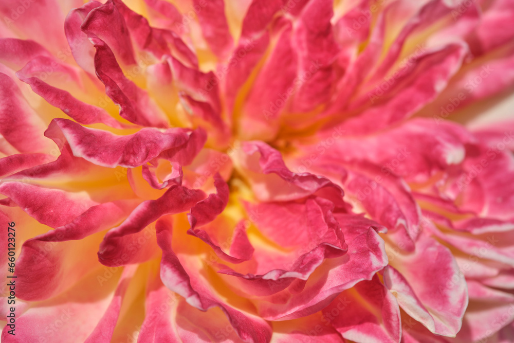 Petals pink flower in closeup macro photograph.