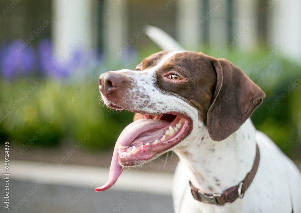 A Pointer mixed breed dog with a long tongue panting