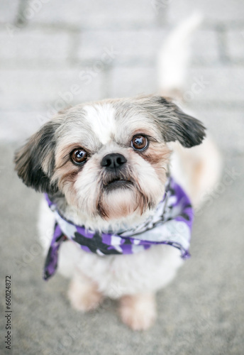 A Shih Tzu mixed breed dog wearing a bandana