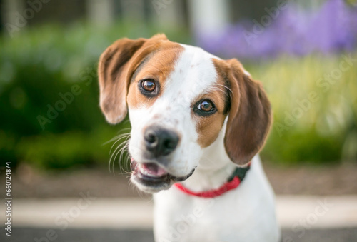A cute Beagle dog listening with a head tilt