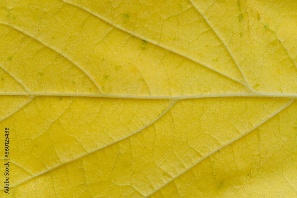 Fototapeta premium Texture yellow maple leaf in macro photograph.