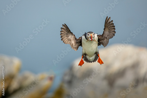 Atlantic Puffin landing with fish in beak