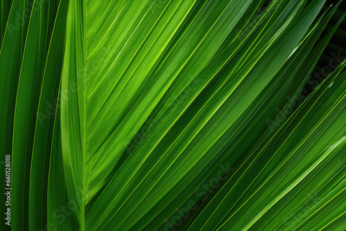 Close up of palm leaf texture