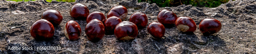Close up of ripening seeds of horse chestnut on stone ground