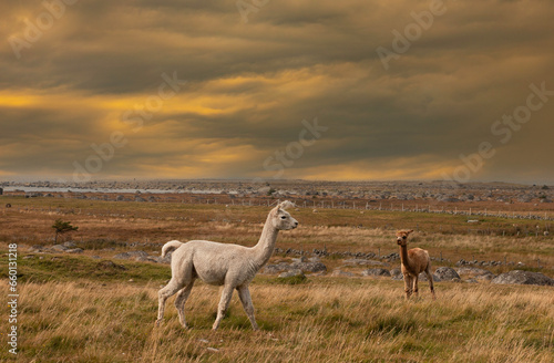 The alpaca is a South American domesticated camel that is adaptable and settles in well