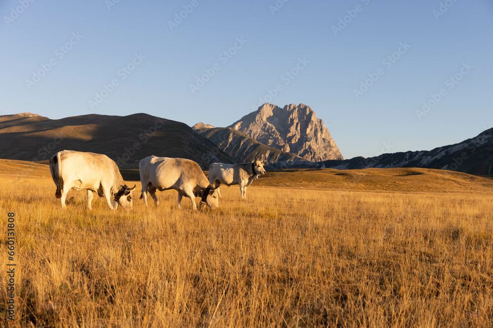 Obraz premium Gran Sasso at sunrise