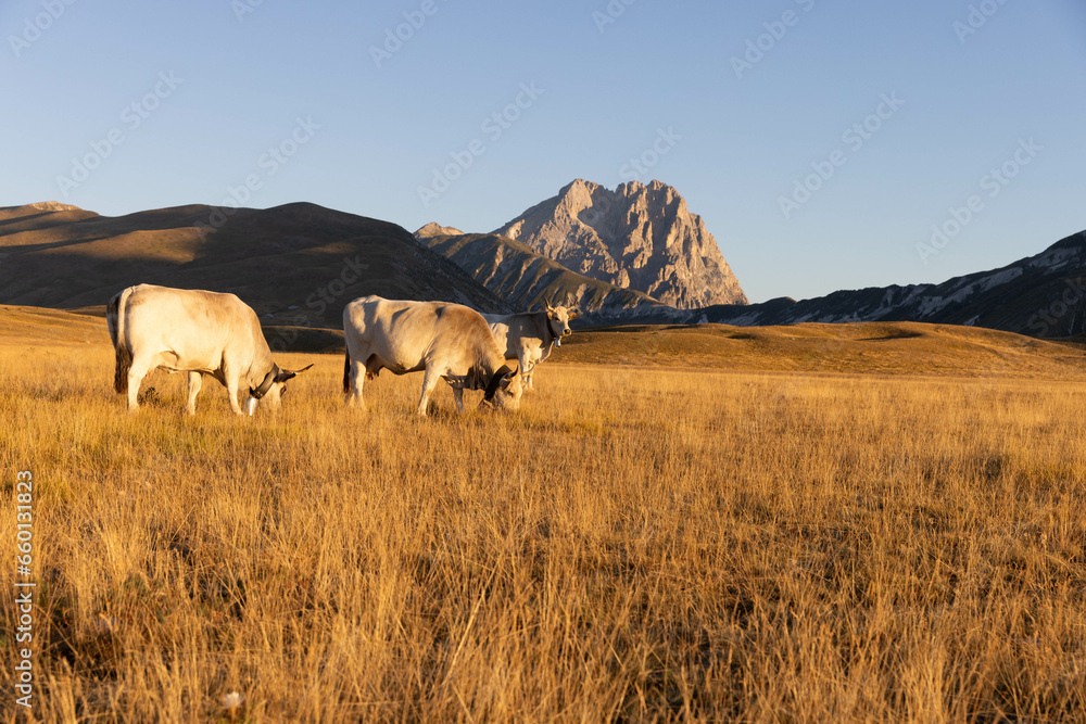 Gran Sasso at sunrise Gran Sasso at sunrise
