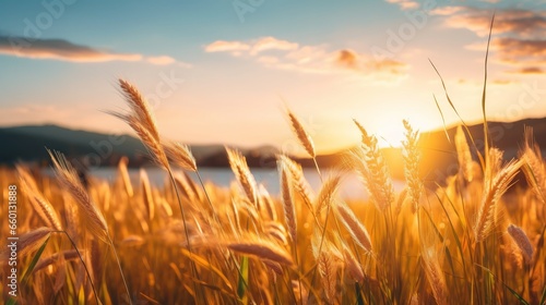 This picturesque image captures the serene beauty of a vast natural countryside landscape. It features the wild  tall grasses in full bloom during a warm summer sunset  creating a truly pastoral