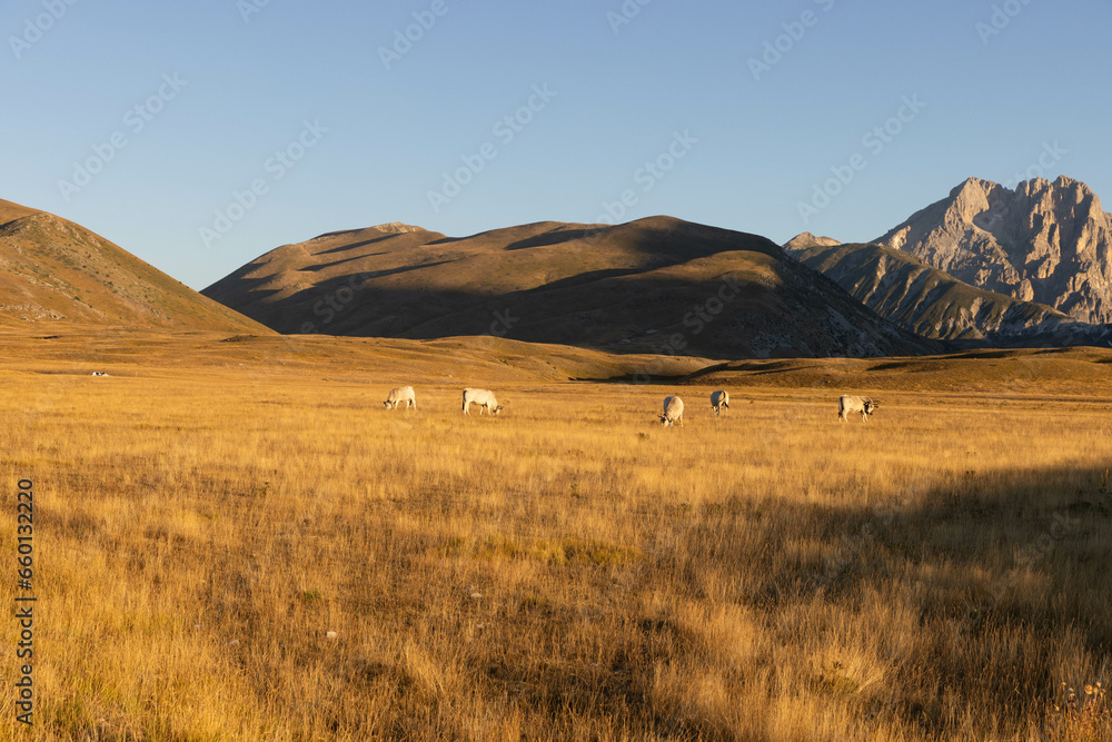 Obraz premium Gran Sasso at sunrise