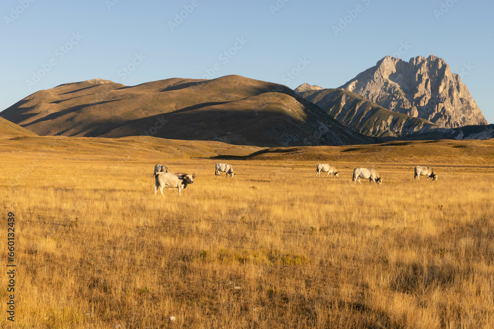 Obraz premium Gran Sasso at sunrise