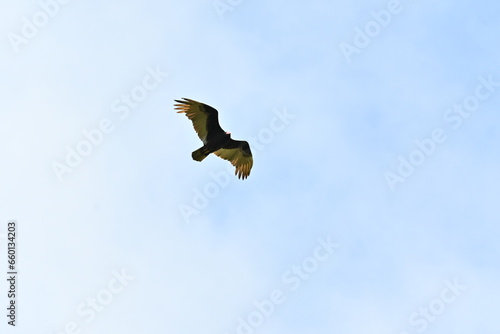 Carrion bird, flying in the blue sky of Santiago Nuevo León photo