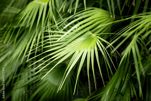 Photos Saw Palmetto