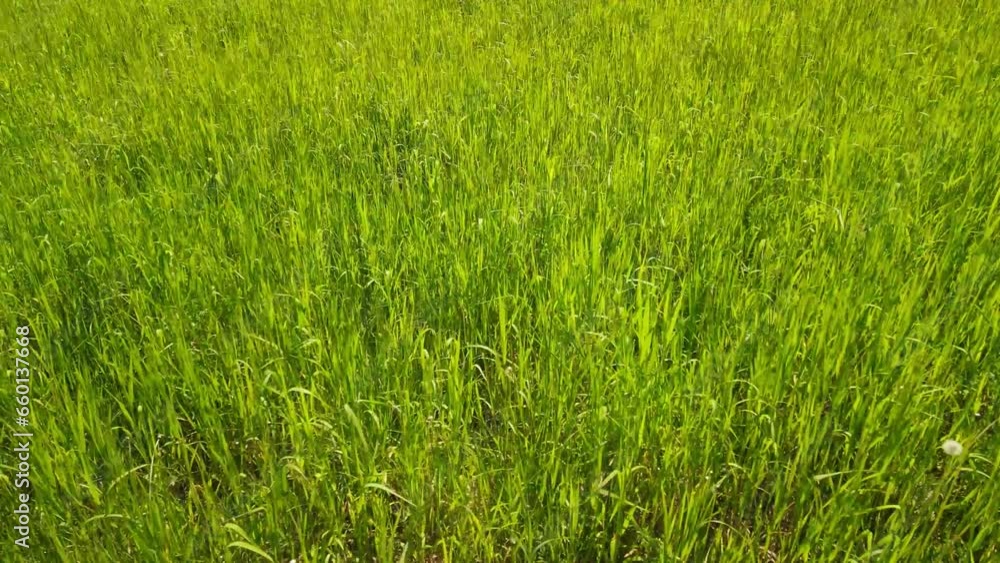 Aerial view of the green fields and landscape. Agricultural view on a summer day. Aerial view of the green fields and landscape. Agricultural view on a summer day.