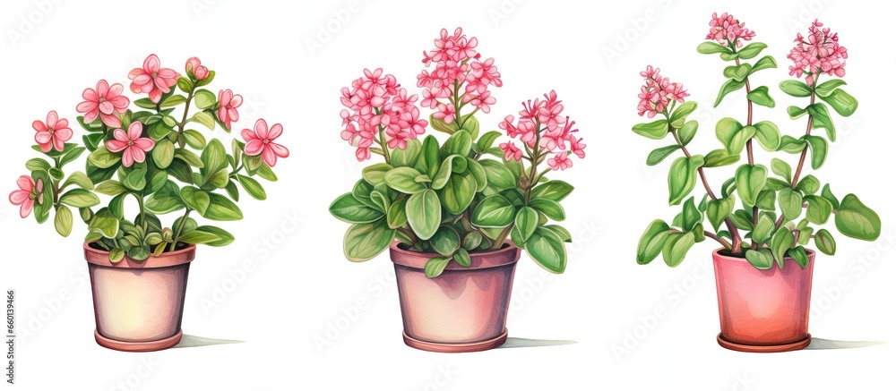 Euphorbia trigona in a flowerpot isolated on a white background Euphorbia trigona in a flowerpot isolated on a white background