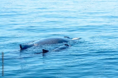 humpback whale with her calf - coast of Puerto Vallarta  Mexico