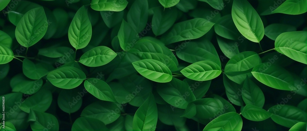 Green leaves background, nature, wide photo Green leaves background, nature, wide photo