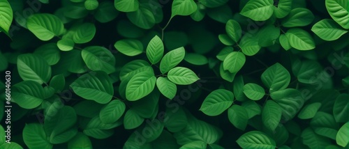 Green leaves background, nature, wide photo