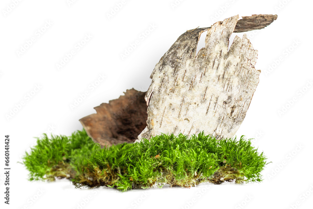 Birch bark and forest moss a lot on an empty background. PNG