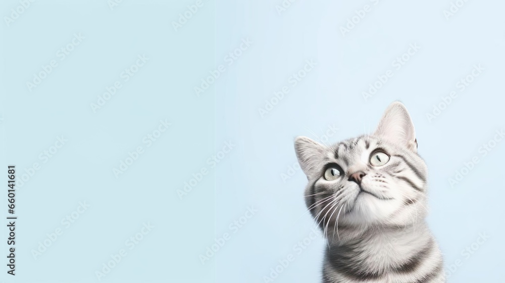 Cute gray tabby cat on light blue background space