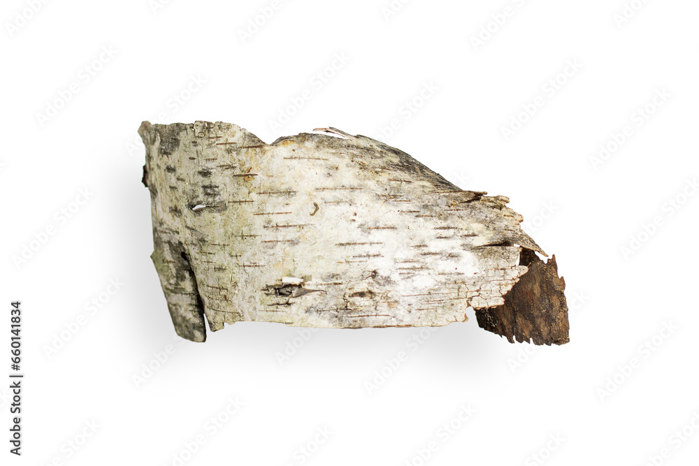 Obraz premium Birch bark is beautifully shaped. On an empty background. PNG