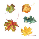 Autumn colorful leaves. Watercolor illustration set