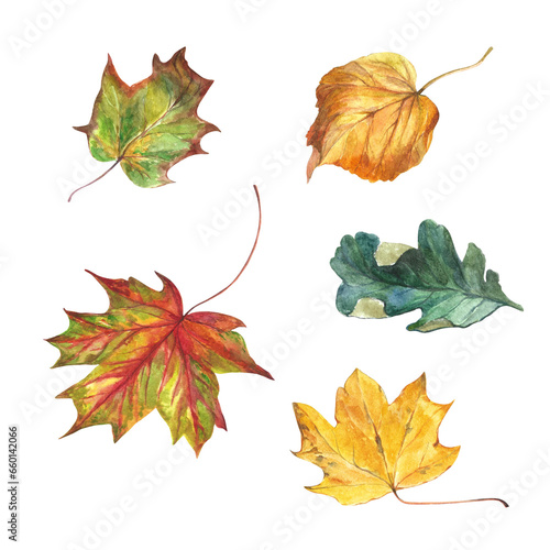 Autumn colorful leaves. Watercolor illustration set