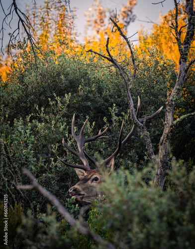 Foto Beleza de um veado entre a natureza.