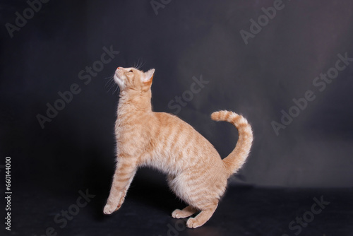 Home cat photographing in professional pet studio