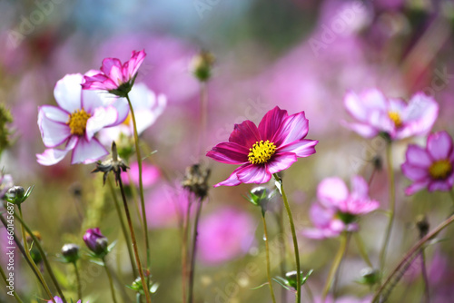 Fototapeta Naklejka Na Ścianę i Meble -  A field of colorful cosmos flowers wildflowers 