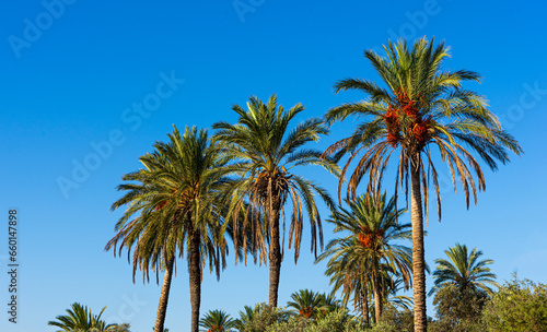 palm trees against blue sky