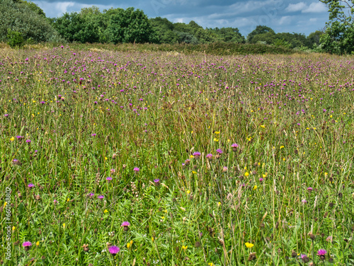 A deserted field of wild flowers in Wales, UK. Taken on a sunny day in summer.