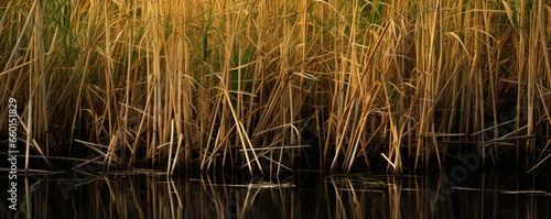 Closeup of a section of reeds, their densely packed stems creating a dense and imtrable wall, offering protection and privacy to the creatures living within the wetland.